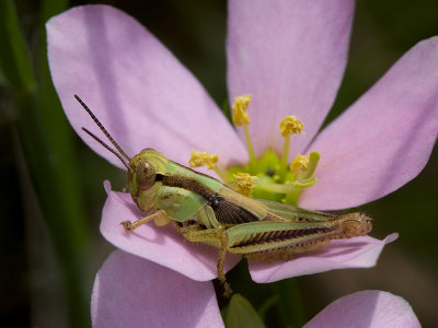 Grasshopper on Rose Pink
