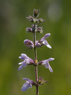 Rough Hedge Nettle