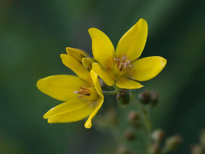 Garden Loosestrife