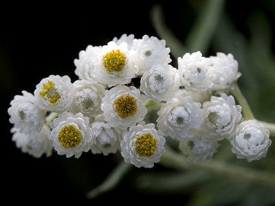 Pearly Everlasting