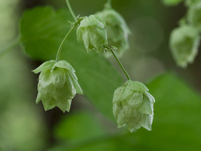 Common Hop Vine