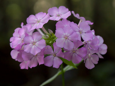 Garden Phlox