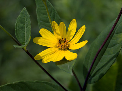 Woodland Sunflower