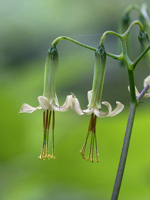 Tall White Lettuce