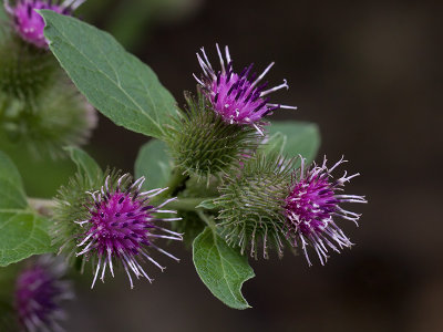 Burdock