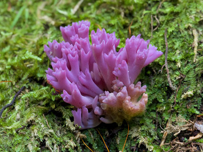 Violet Coral Fungus