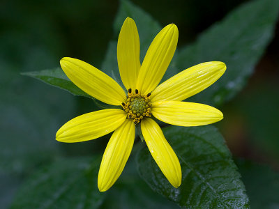 Thin-leaved Sunflower