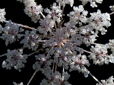 Queen Anne's Lace with Dew