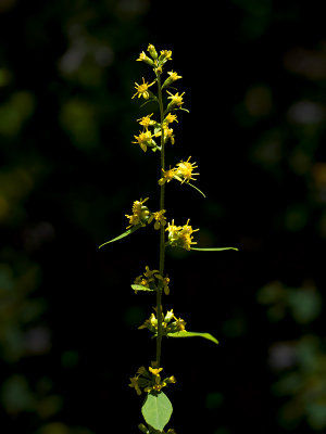 Zig-zag Goldenrod