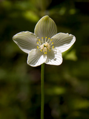 Grass of Parnassus