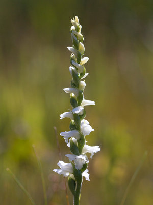 Nodding Ladies'-tresses Orchid