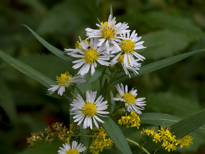 Panicled Aster