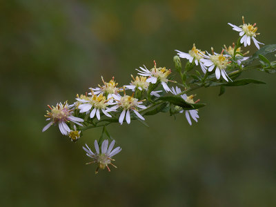 Calico Aster