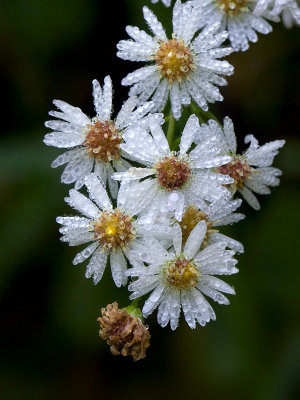 Heath Aster with Dew