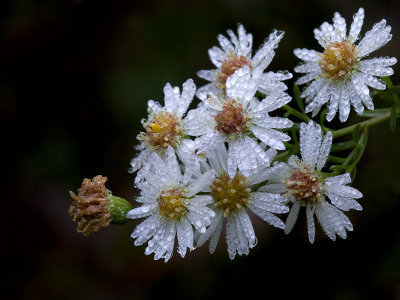 Heath Aster with Dew