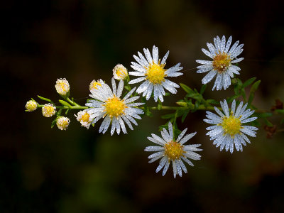 Heath Aster with Dew