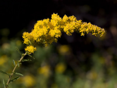 Gray Goldenrod