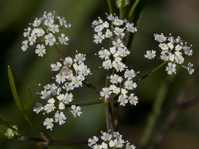 Bulb-bearing Water Hemlock