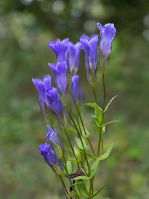 Fringed Gentian