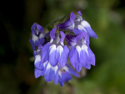 Great Blue Lobelia