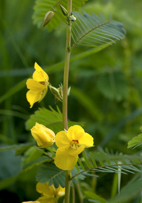 Partridge Pea