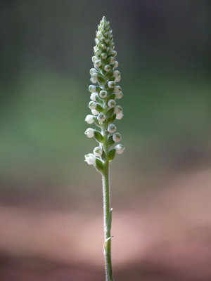 Downy Rattlesnake Plantain Orchid
