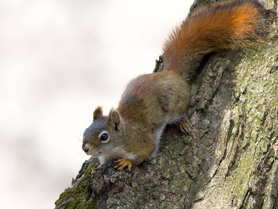 Red Squirrel