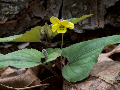 Halberd-leaved Violet