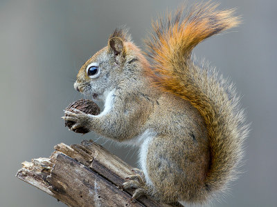 Red Squirrel with Black Walnut