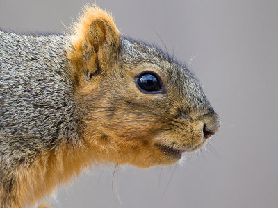 Fox Squirrel