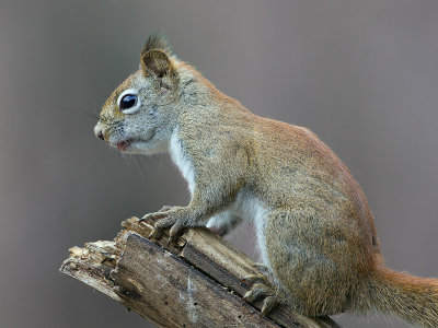 Red Squirrel
