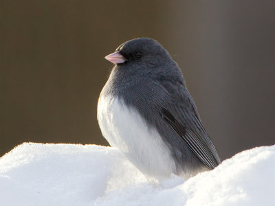 Junco