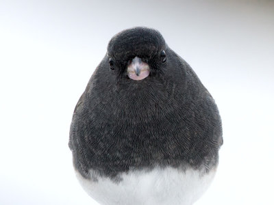 Junco