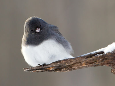 Junco