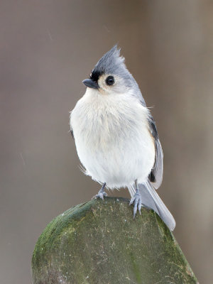 Titmouse