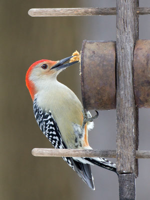 Red-bellied Woodpecker at Peanut Butter and Cornmeal Feeder