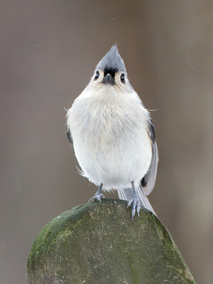 Titmouse