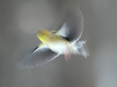 Goldfinch Takes off