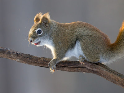 Red Squirrel