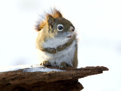 Red Squirrel