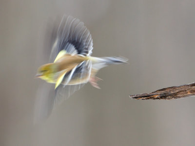 Goldfinch Takes Off