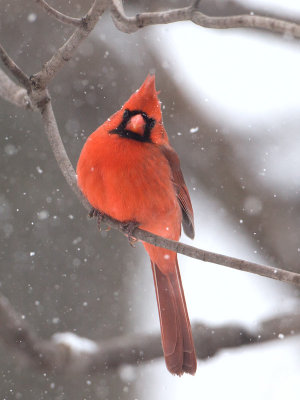 Cardinal