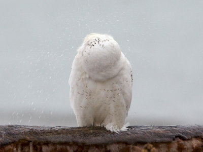 Snowy Owl Shaking off Water
