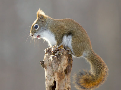 Red Squirrel