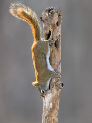 Red Squirrel