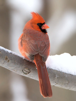 Cardinal