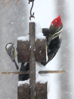 Pileated Woodpecker on Peanut Butter and Cornmeal Feeder