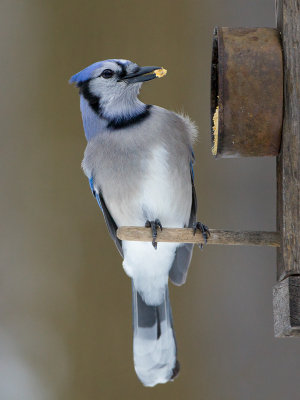 Blue Jay on Peanut Butter and Cornmeal Feeder