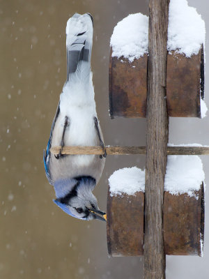 Blue Jay on Peanut Butter and Cornmeal Feeder