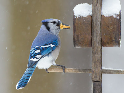 Blue Jay at Peanut Butter and Cornmeal Feeder